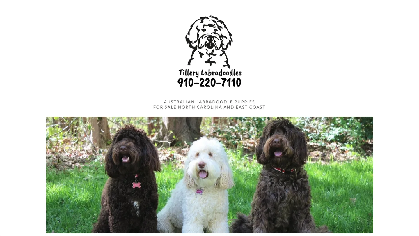 The old Tillery Labradoodles homepage: a logo with the phone number inside the image and a single photo